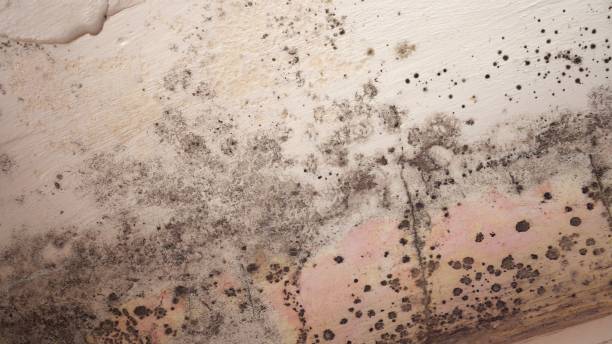 Professional Mold Removal in Hansen, ID